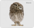 Коврик Defender для мышки WILD ANIMALS 50803 Коврик Defender для мышки WILD ANIMALS 50803